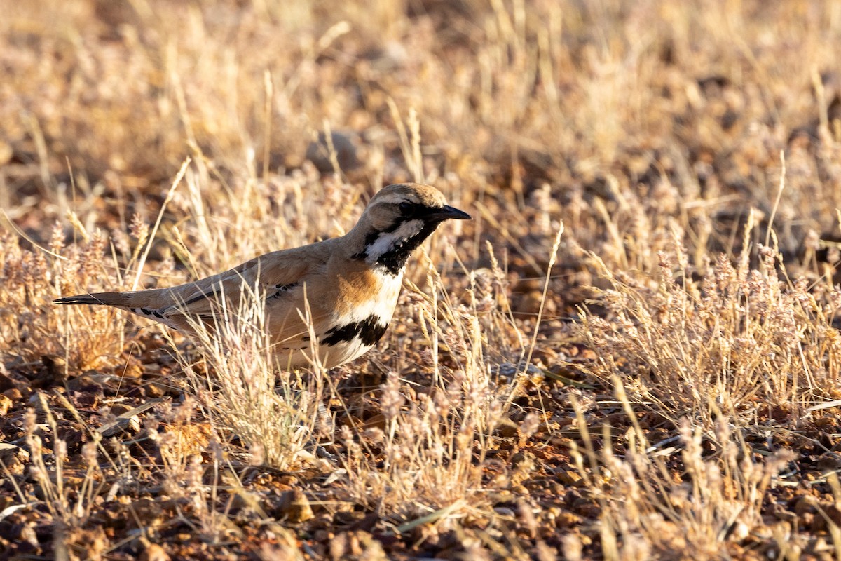 Cinnamon Quail-thrush - ML623169496