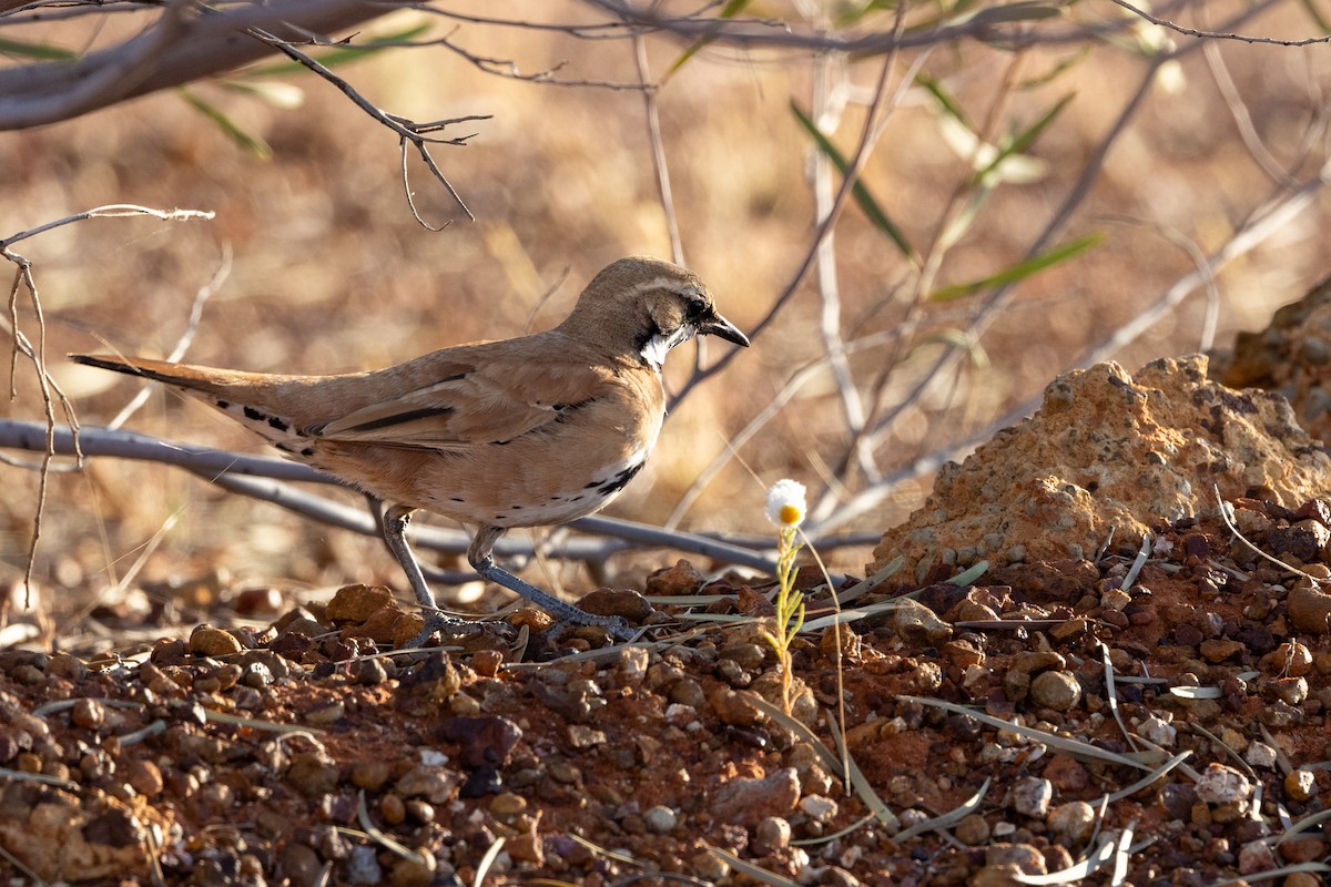 Cinnamon Quail-thrush - ML623169497