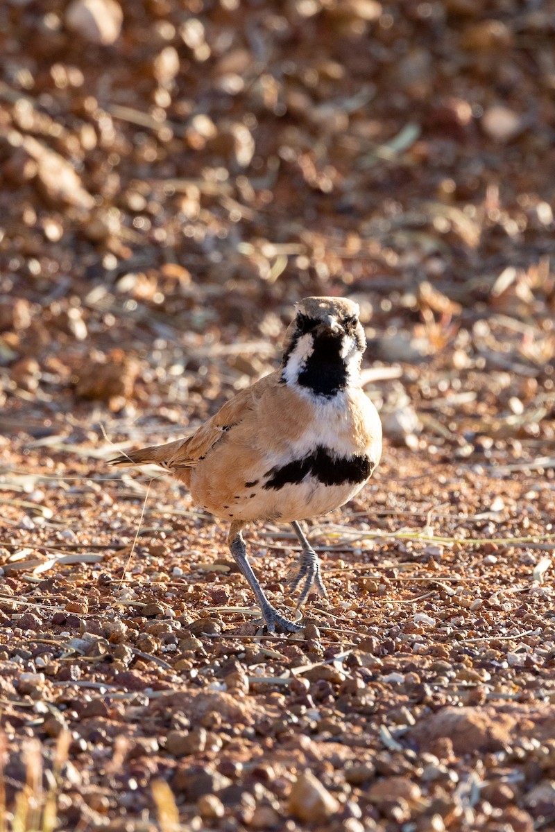 Cinnamon Quail-thrush - ML623169498