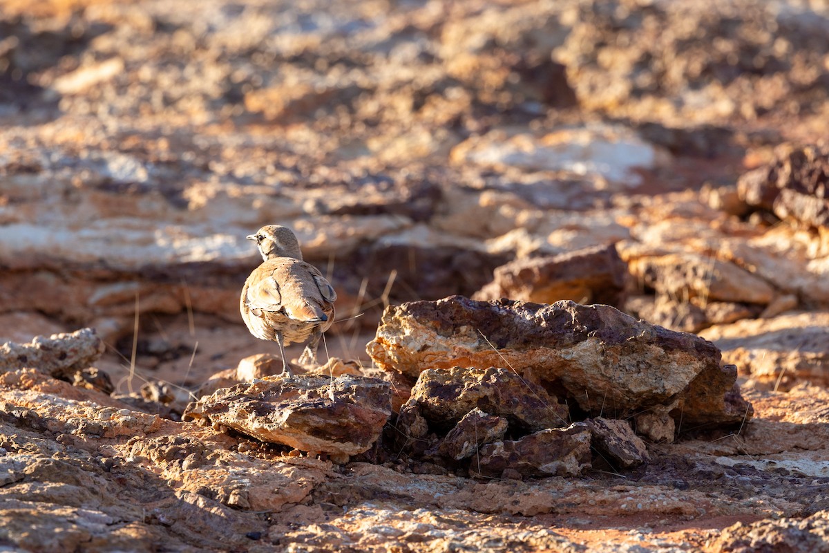 Cinnamon Quail-thrush - ML623169499