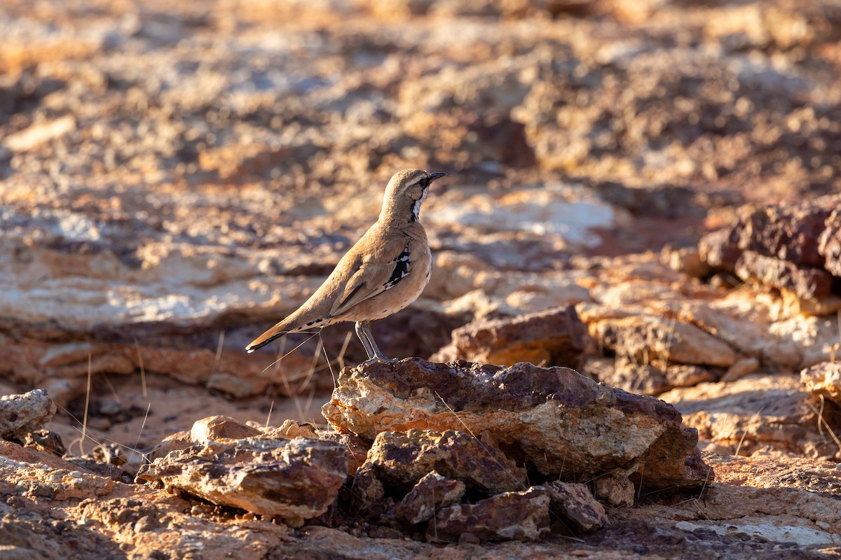 Cinnamon Quail-thrush - ML623169500