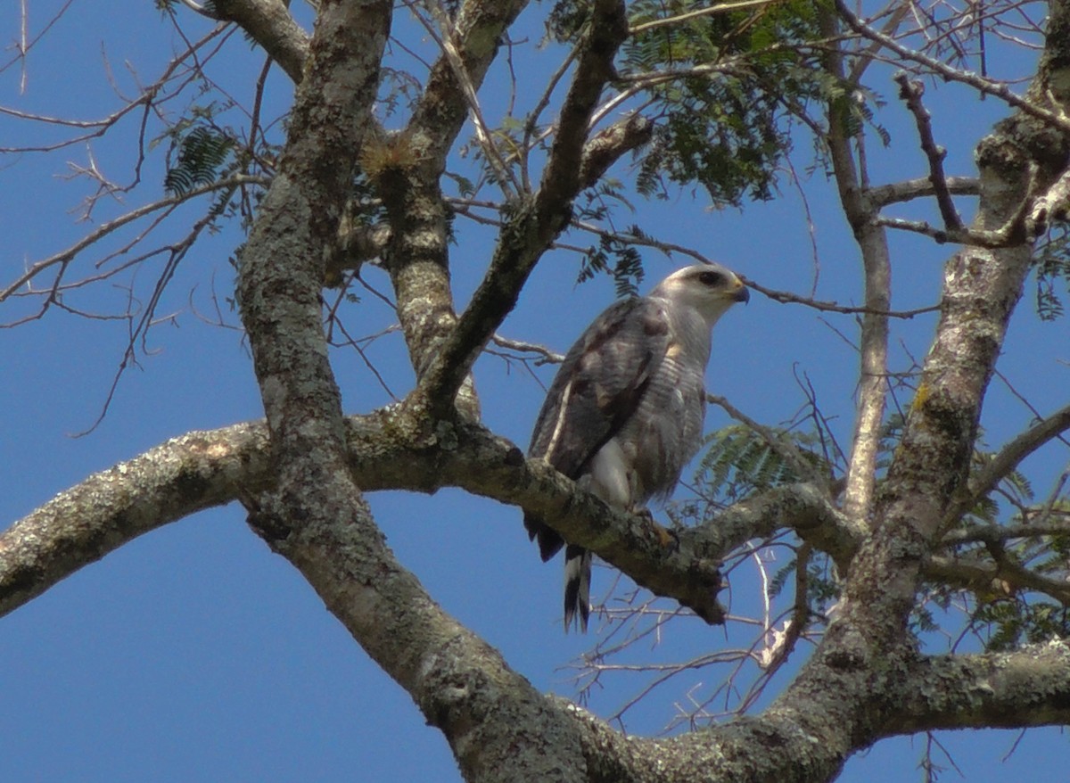 Silberbussard - ML623169535