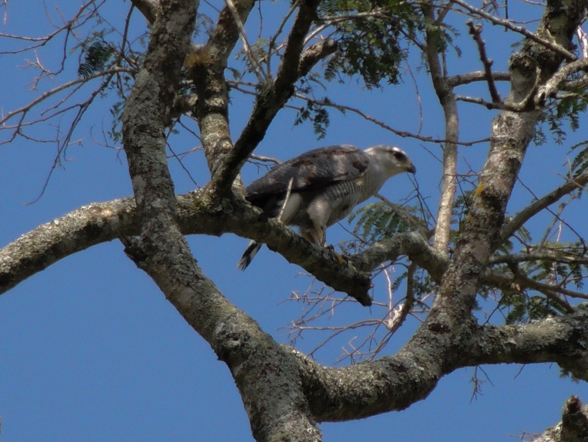 Silberbussard - ML623169536