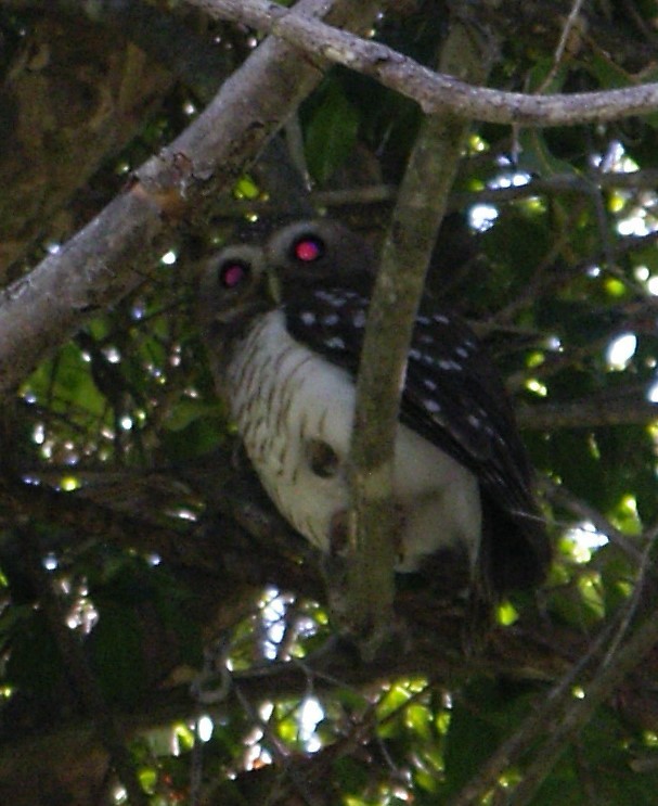 White-browed Owl - ML623169568