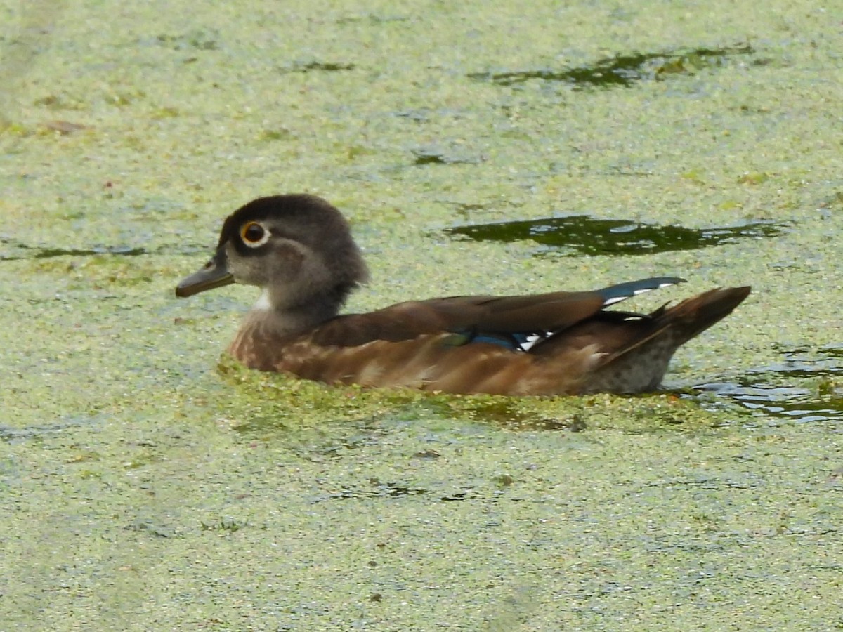 Wood Duck - ML623169704