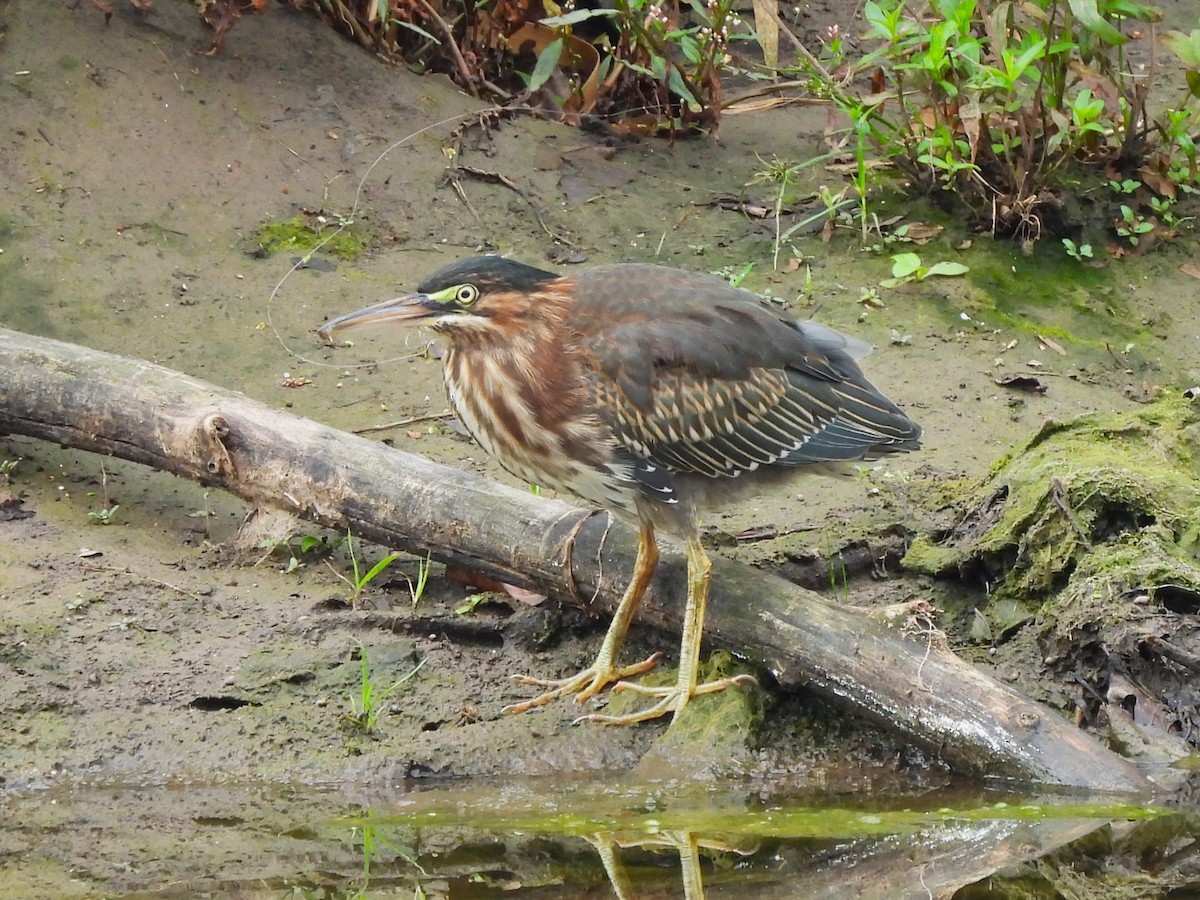 Green Heron - ML623169716