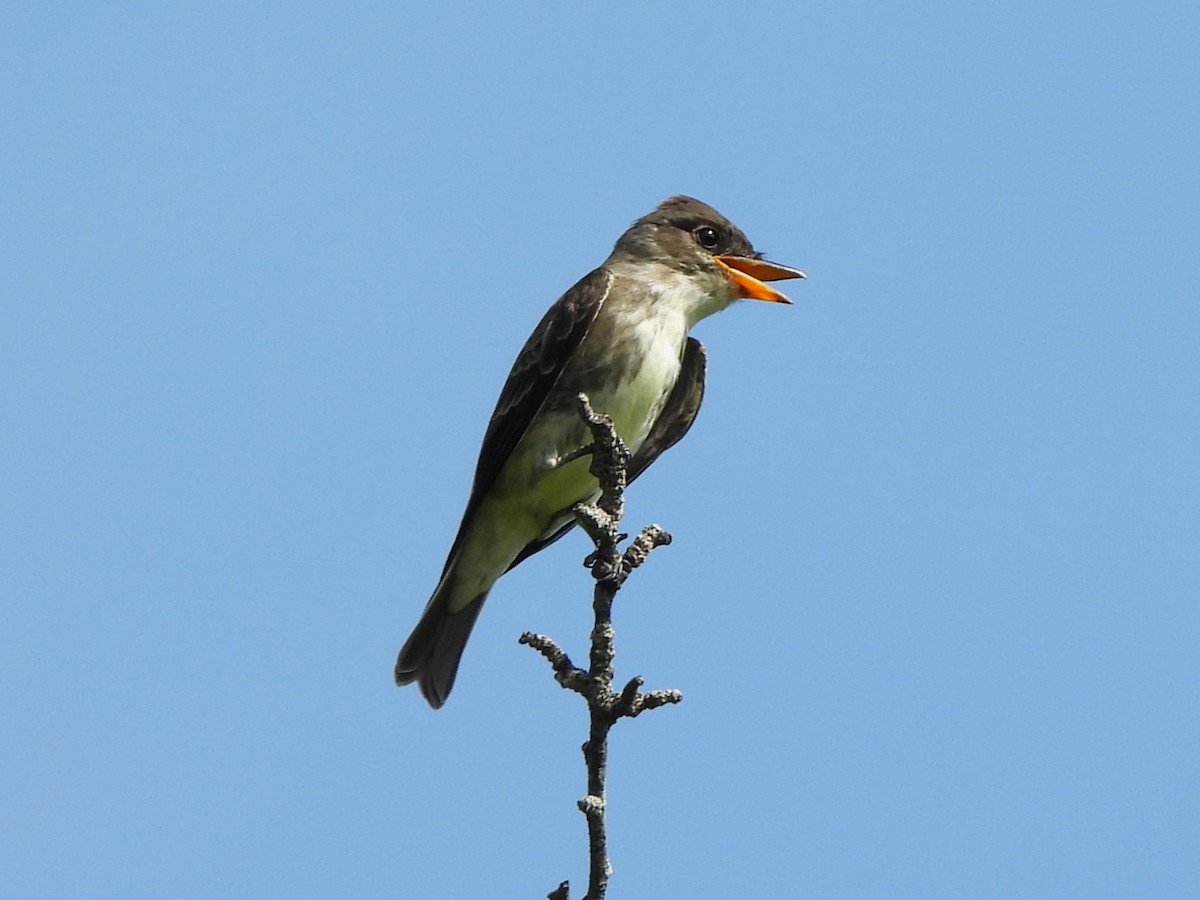 Olive-sided Flycatcher - ML623169738