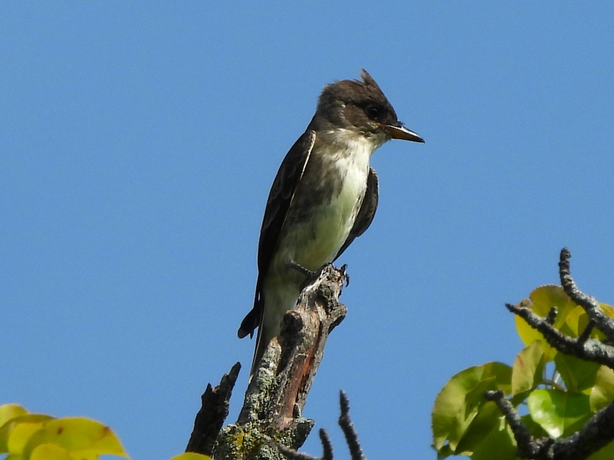 Olive-sided Flycatcher - ML623169765