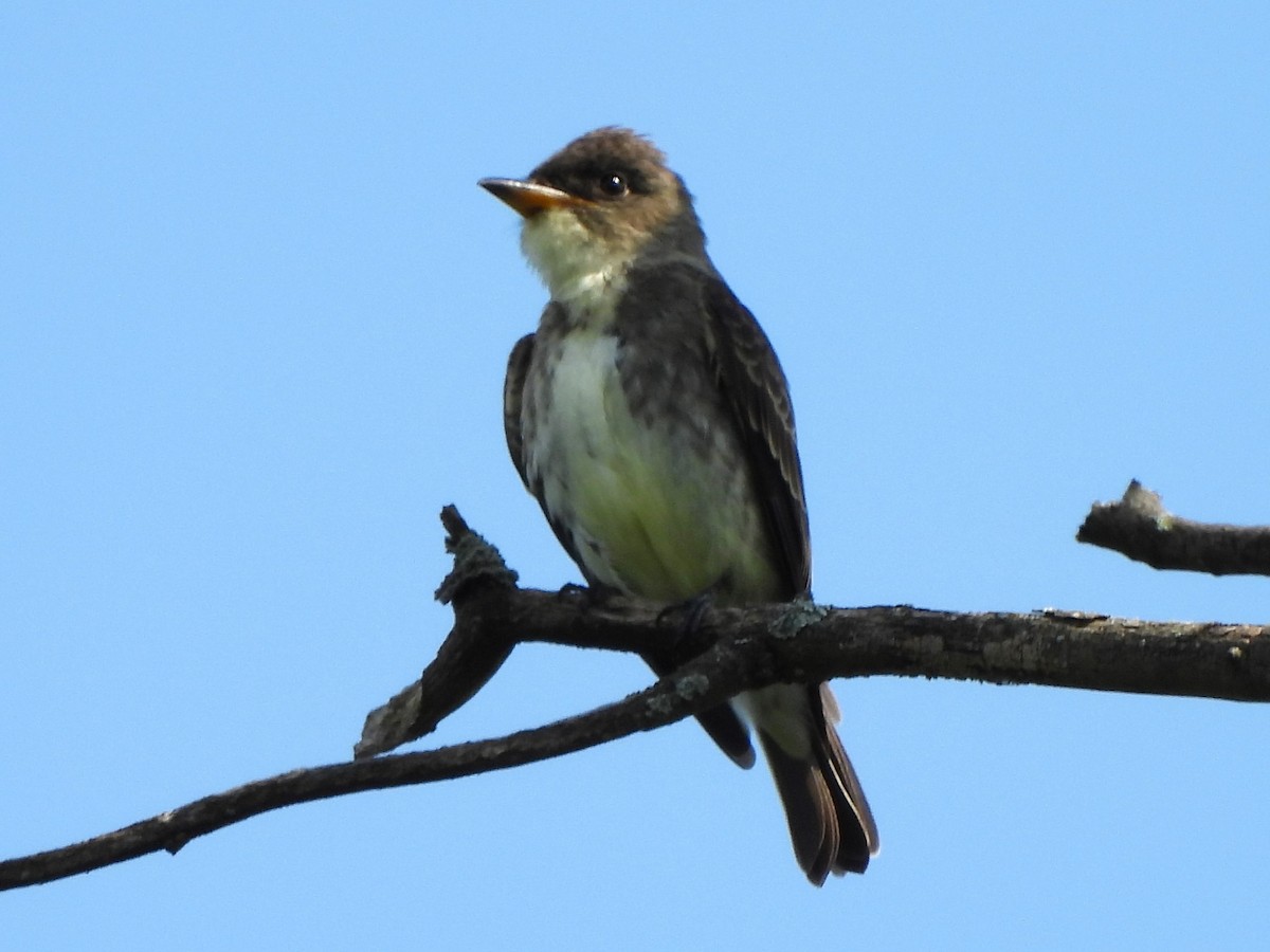 Olive-sided Flycatcher - ML623169777