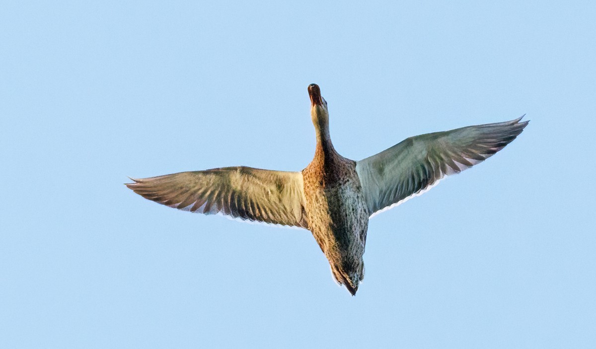 Northern Shoveler - Michel Laquerre