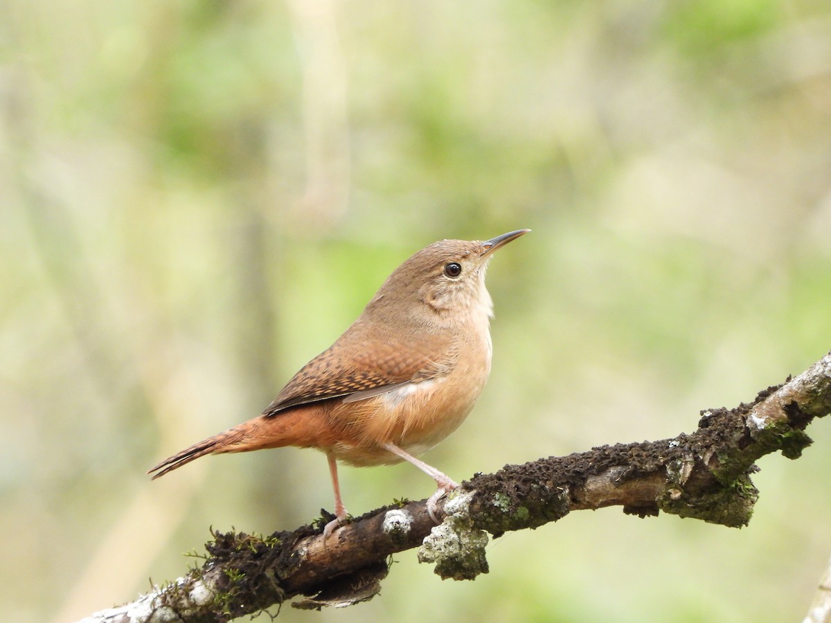 House Wren - ML623169805