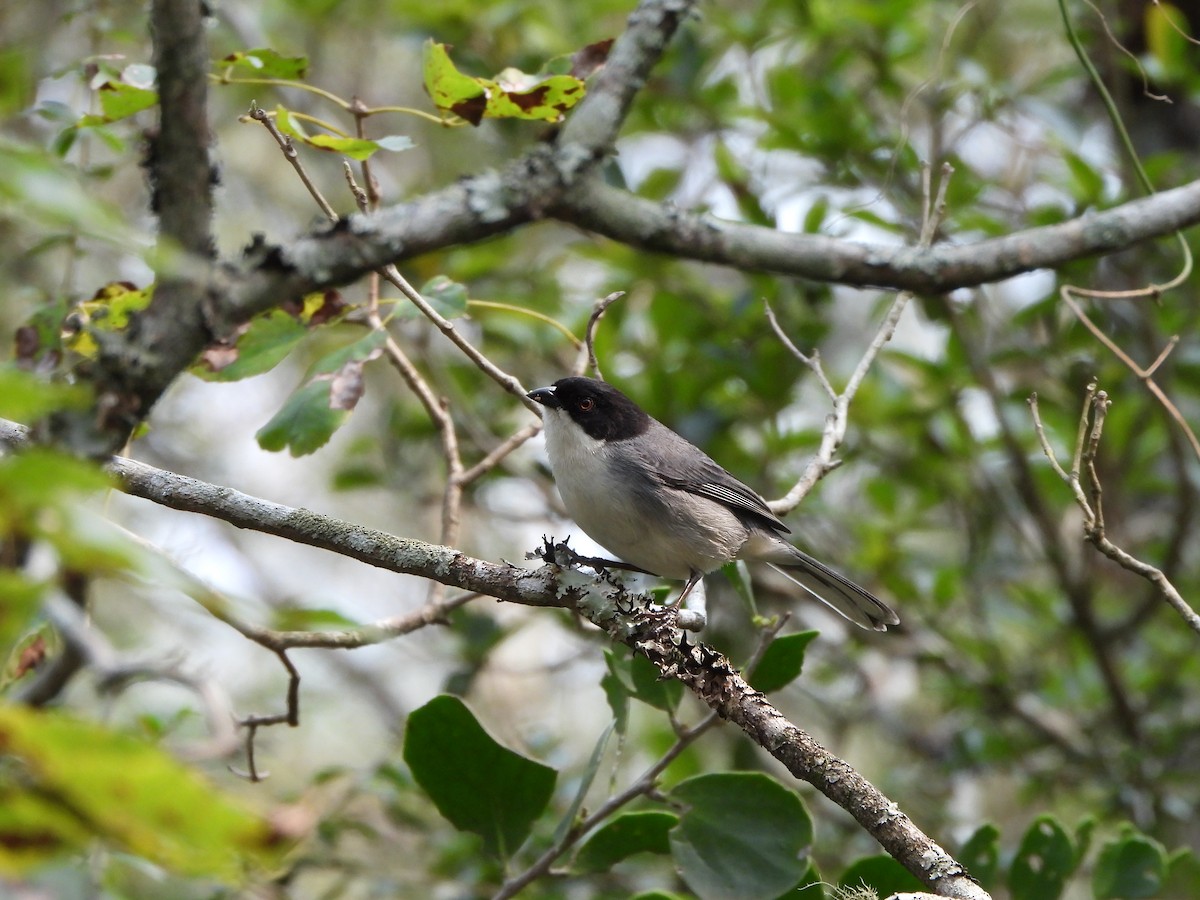 Black-capped Warbling Finch - ML623169835