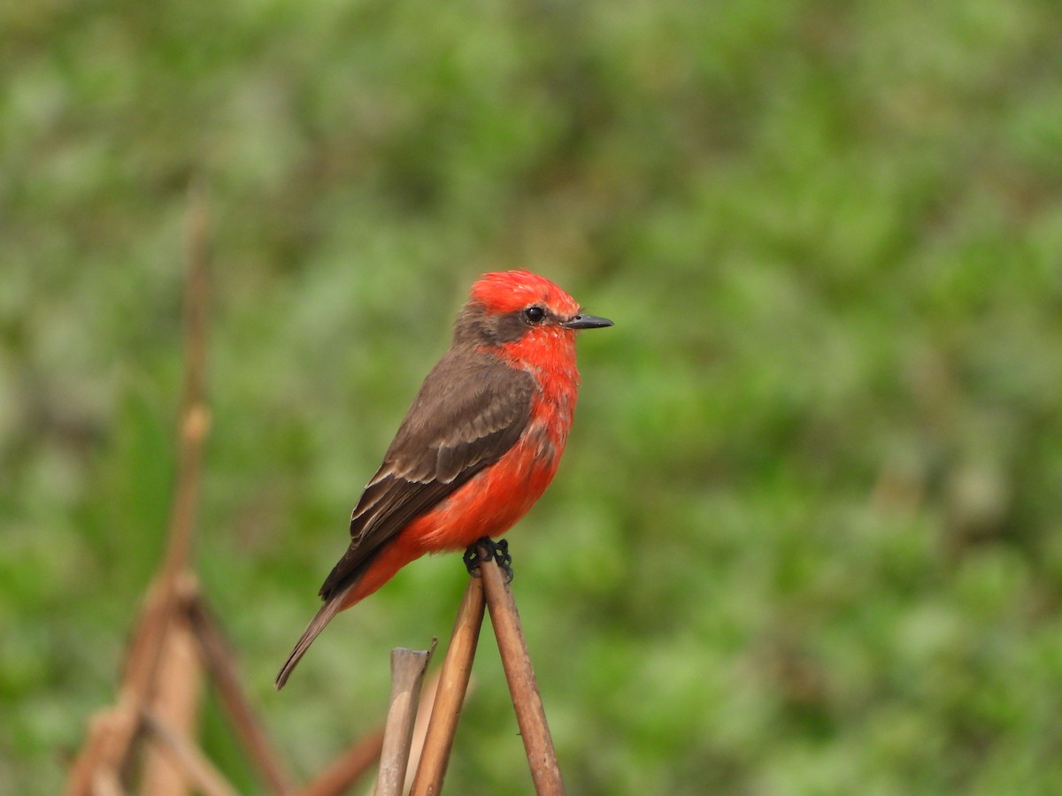 Vermilion Flycatcher - ML623169867