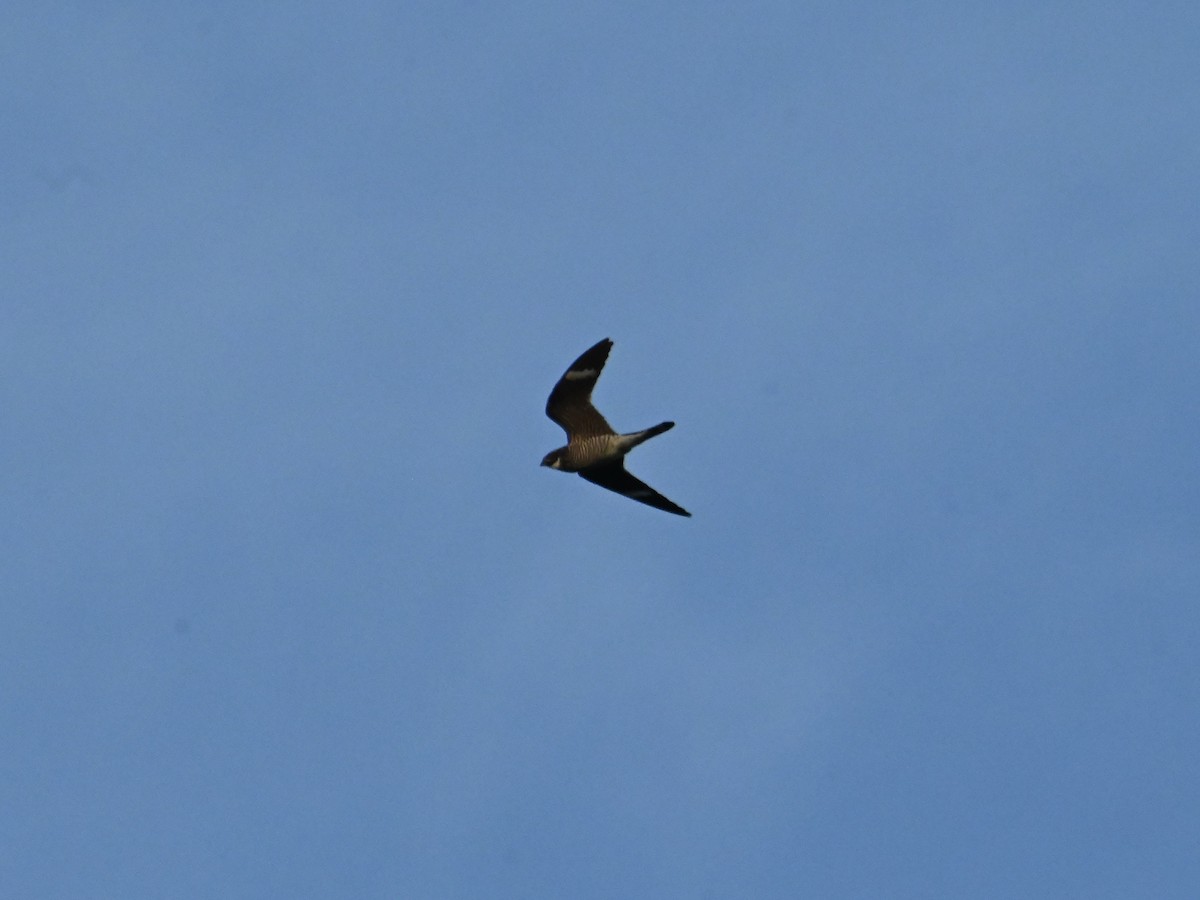 Common Nighthawk - ML623169918