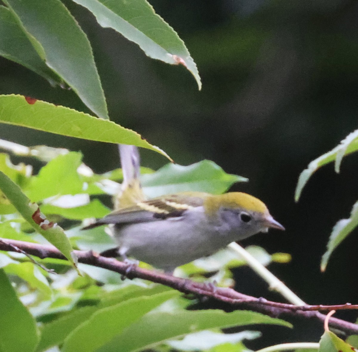 Chestnut-sided Warbler - ML623169931