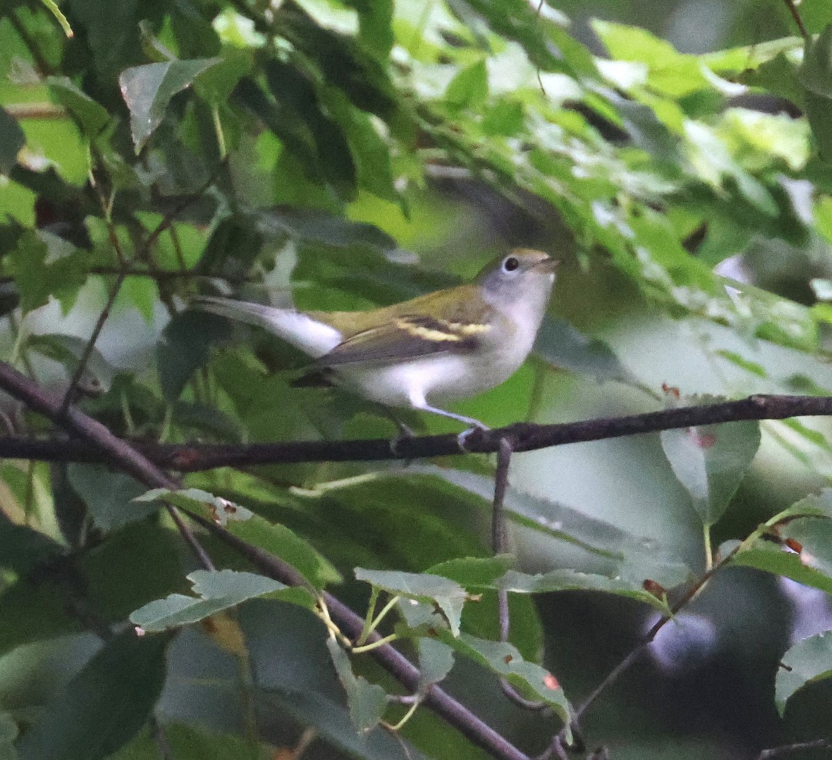 Chestnut-sided Warbler - ML623169932