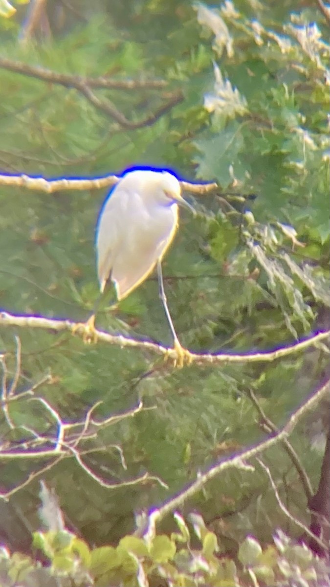 Snowy Egret - ML623169938