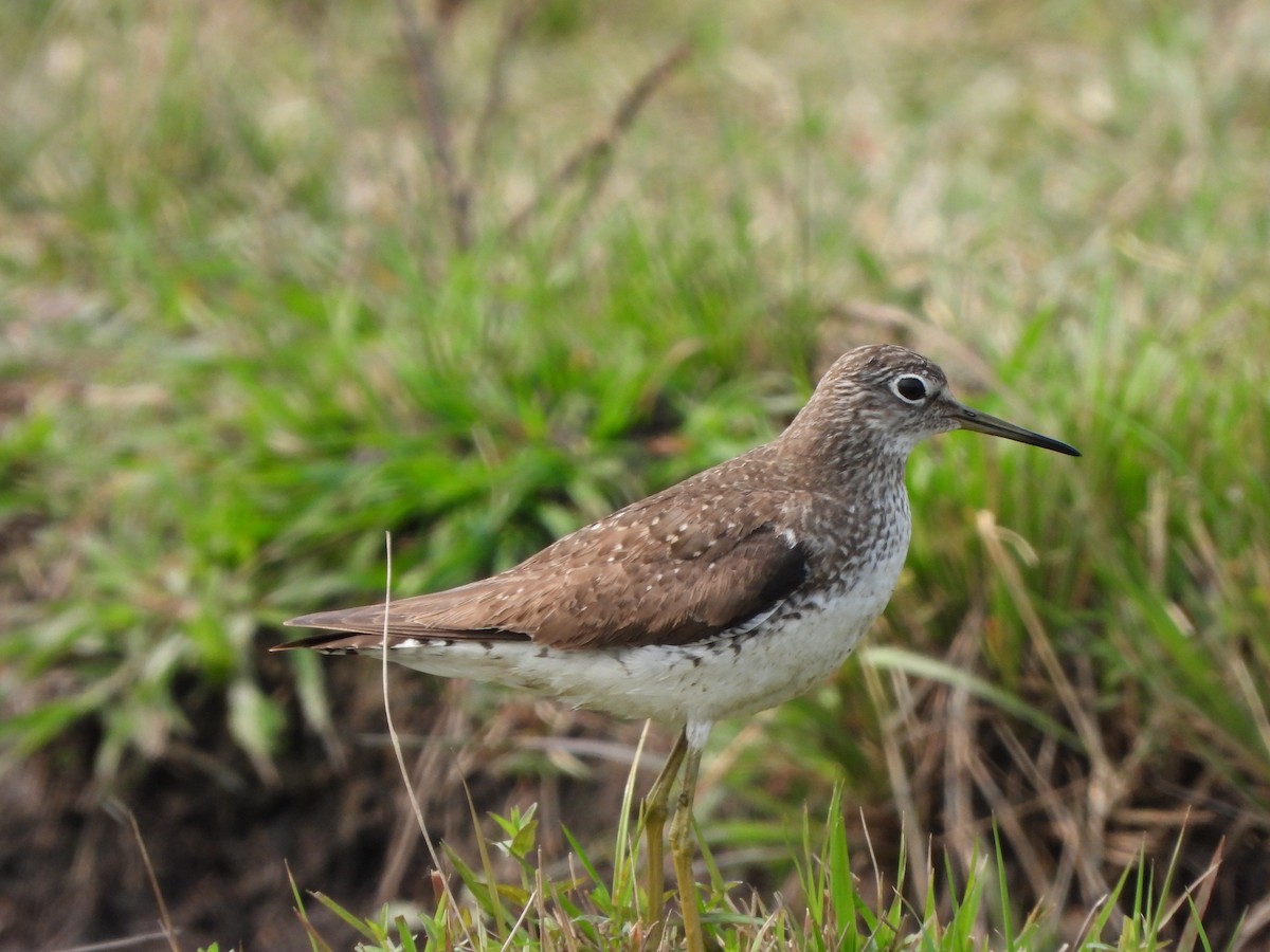 Solitary Sandpiper - Haydee Huwel