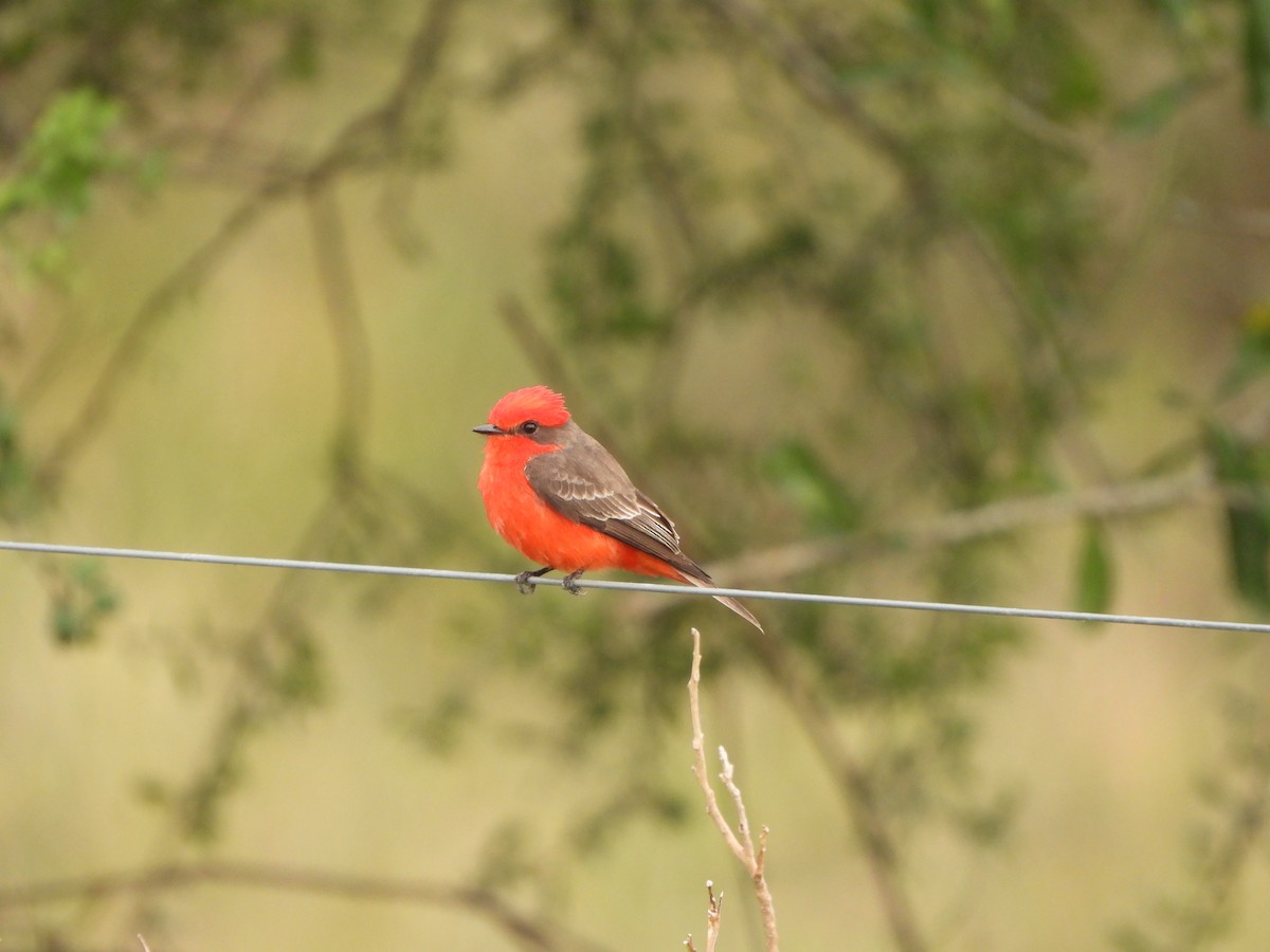 Vermilion Flycatcher - Haydee Huwel