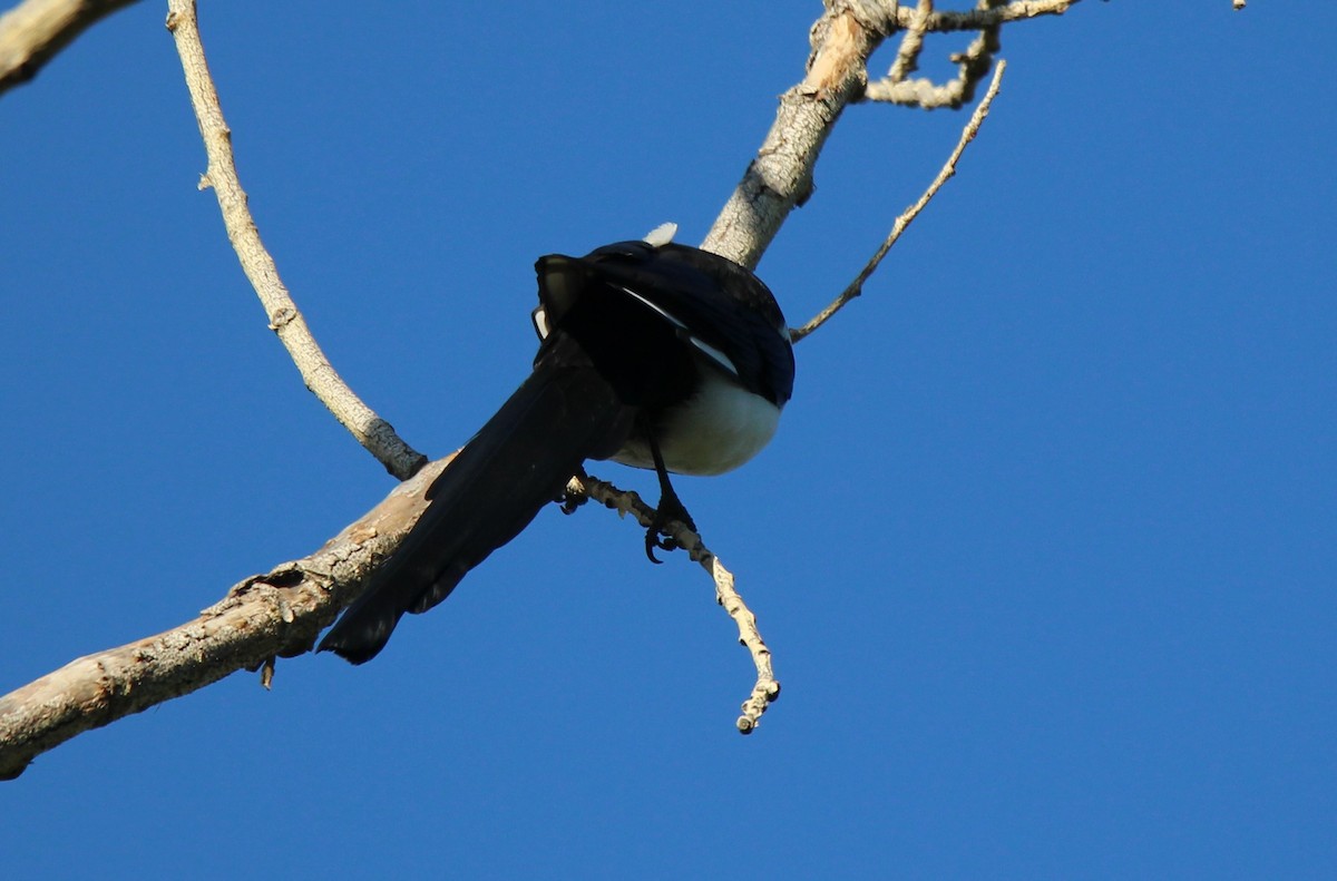 Black-billed Magpie - ML623169997