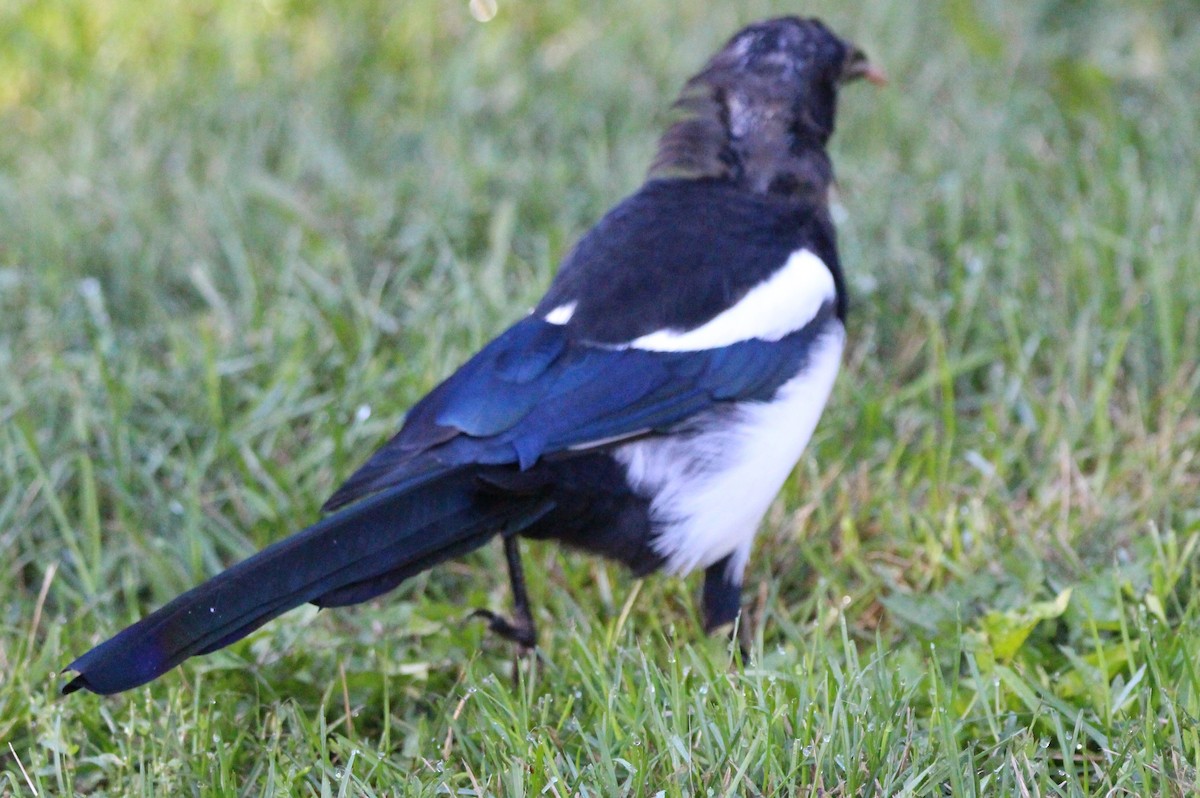 Black-billed Magpie - ML623169998