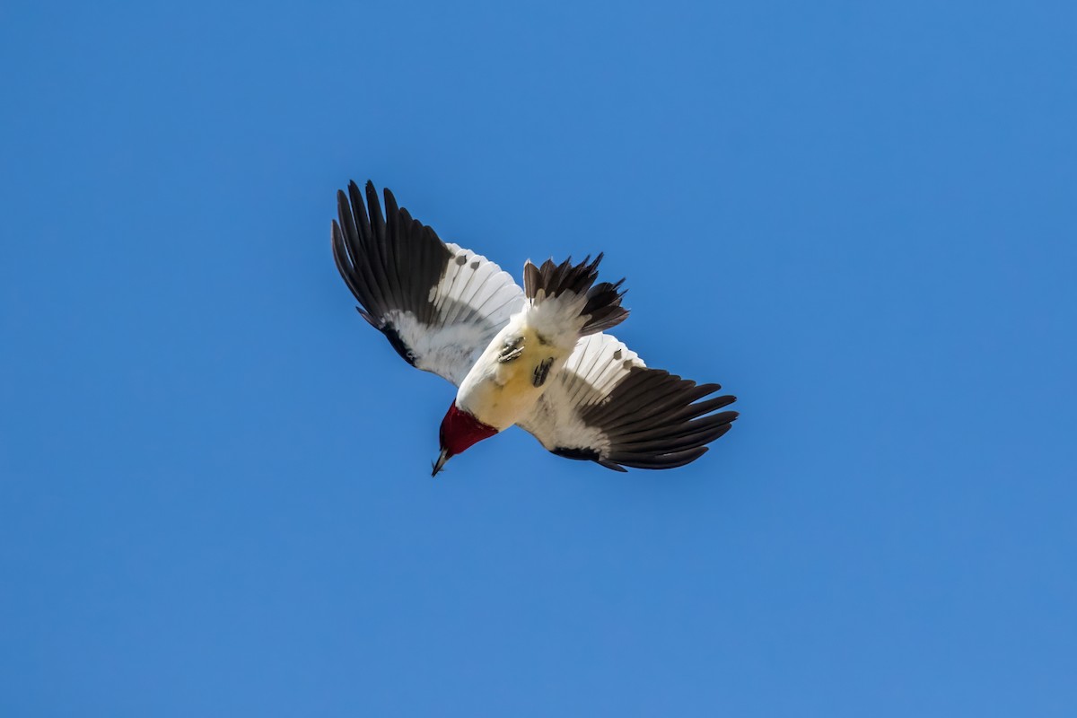 Red-headed Woodpecker - ML623170095