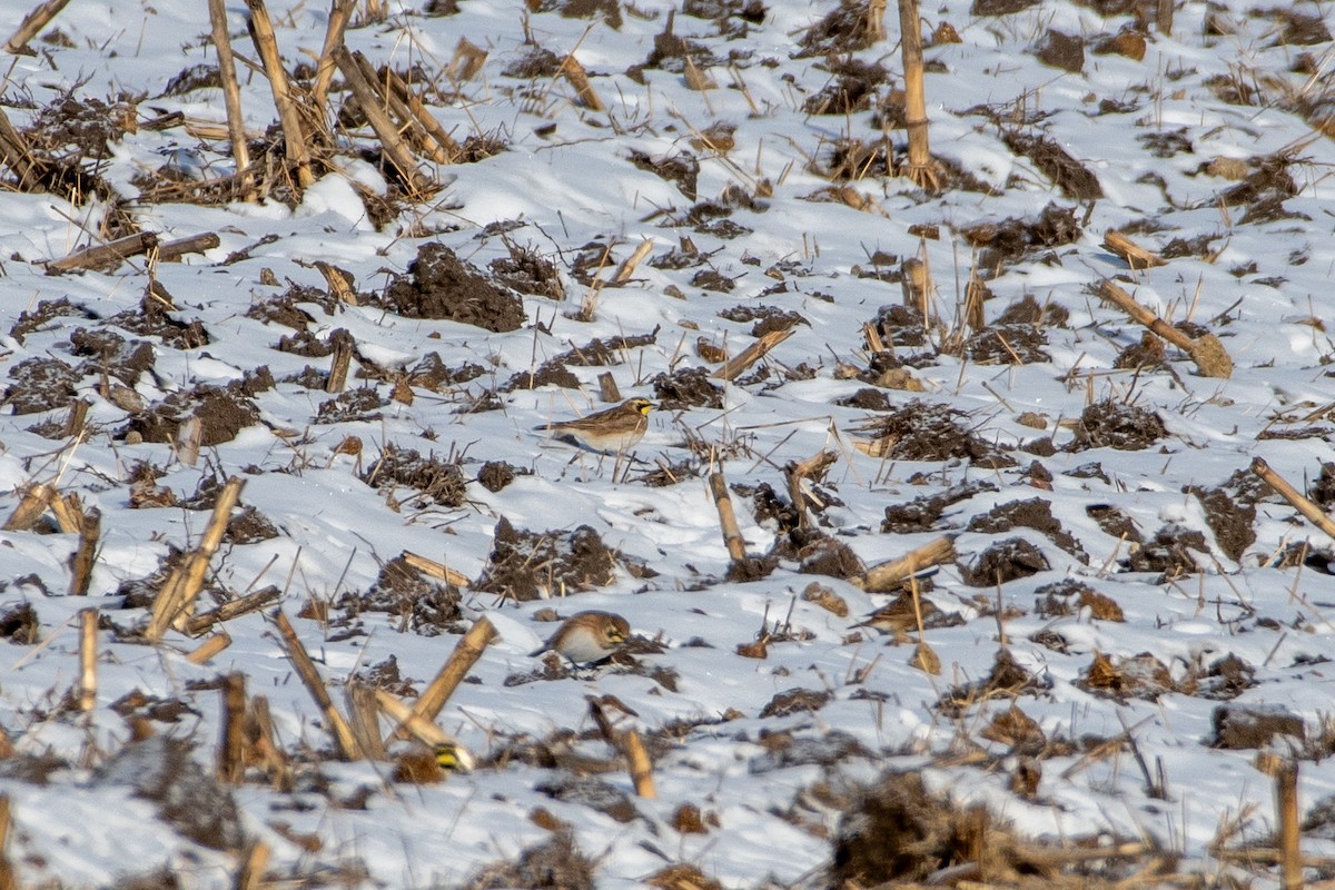 Horned Lark - ML623170104