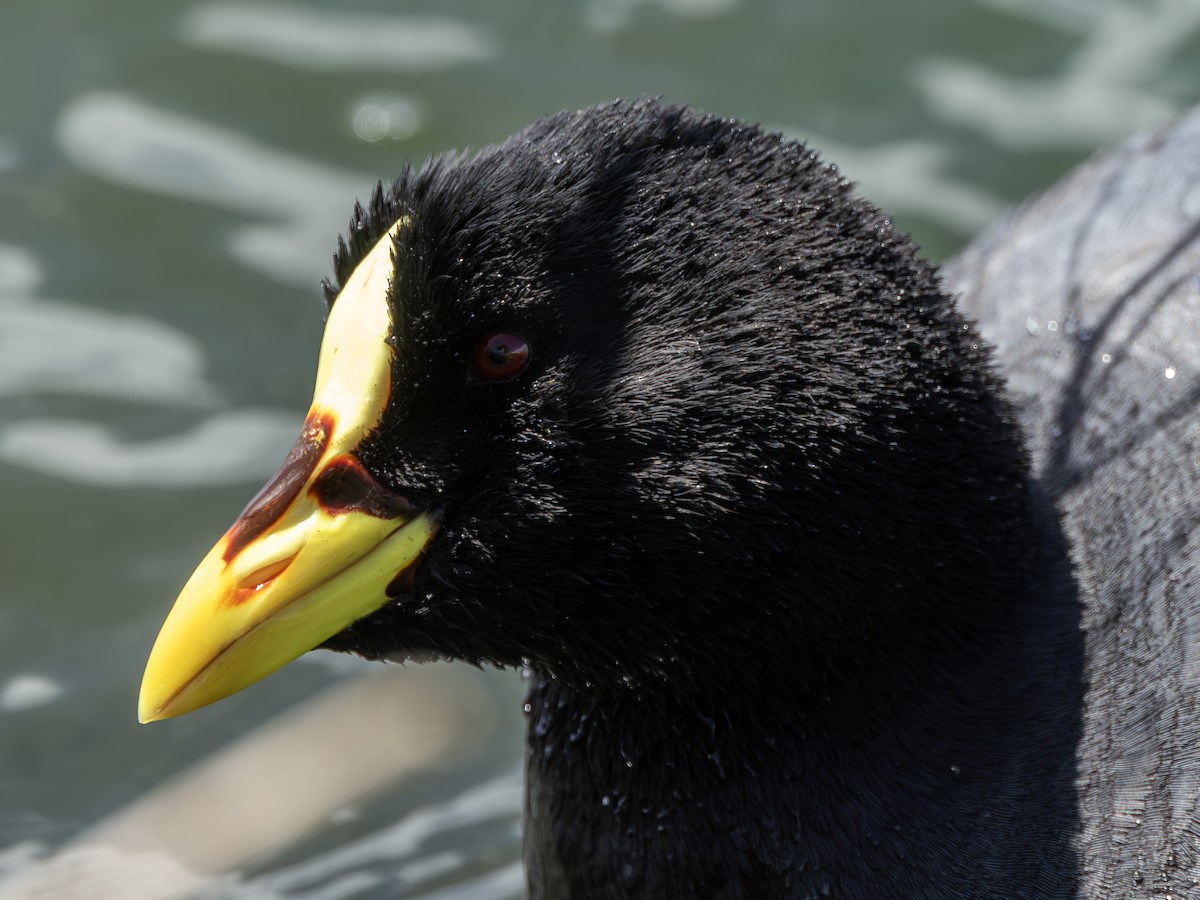 Red-gartered Coot - ML623170106