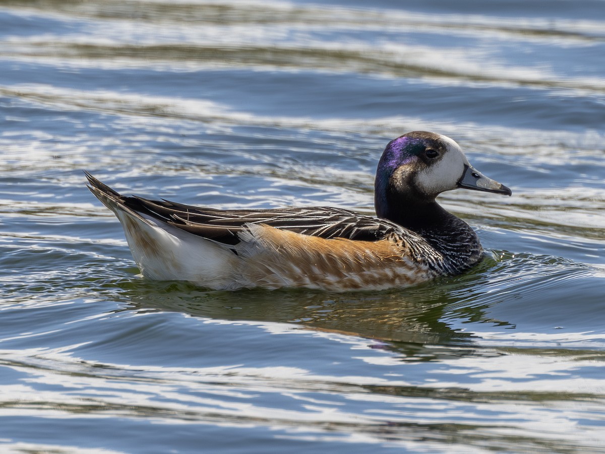 Chiloe Wigeon - ML623170118