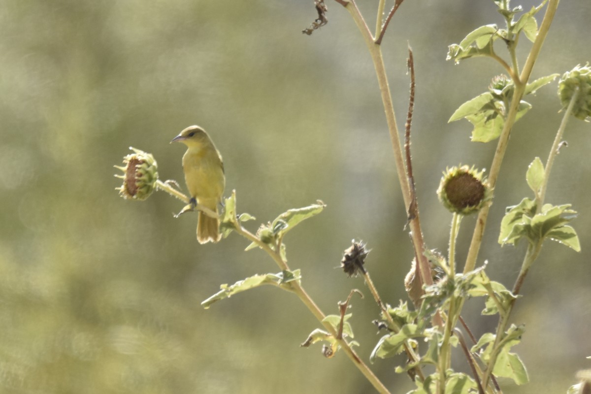 Orchard Oriole - ML623170179