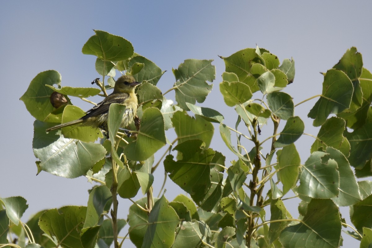 Orchard Oriole - ML623170180