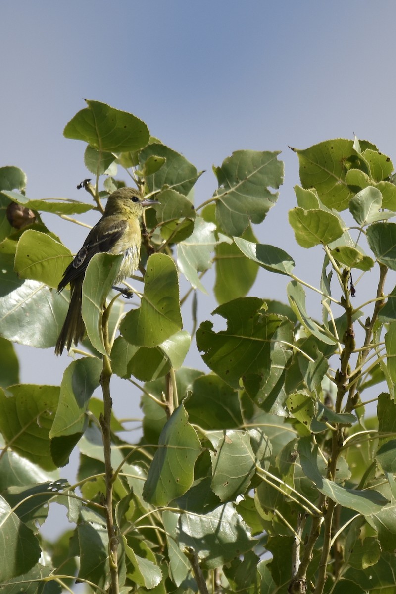 Orchard Oriole - ML623170181