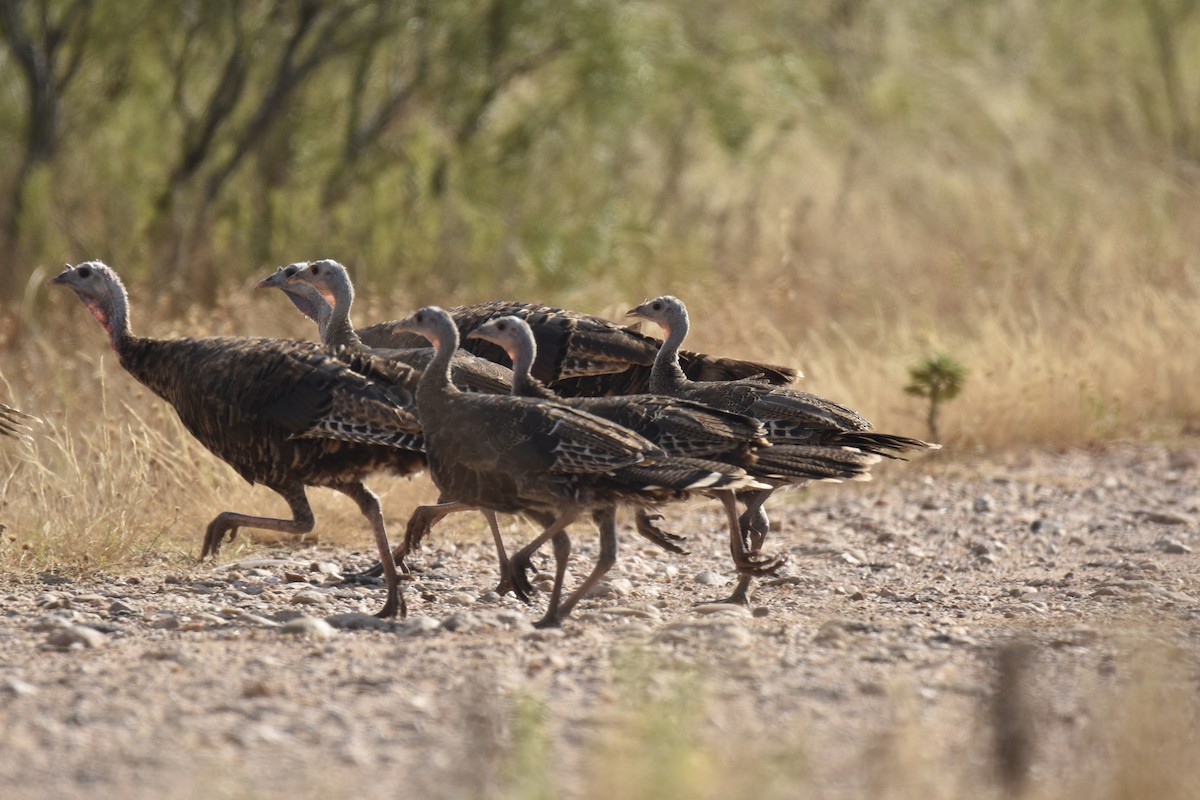 Wild Turkey - ML623170193