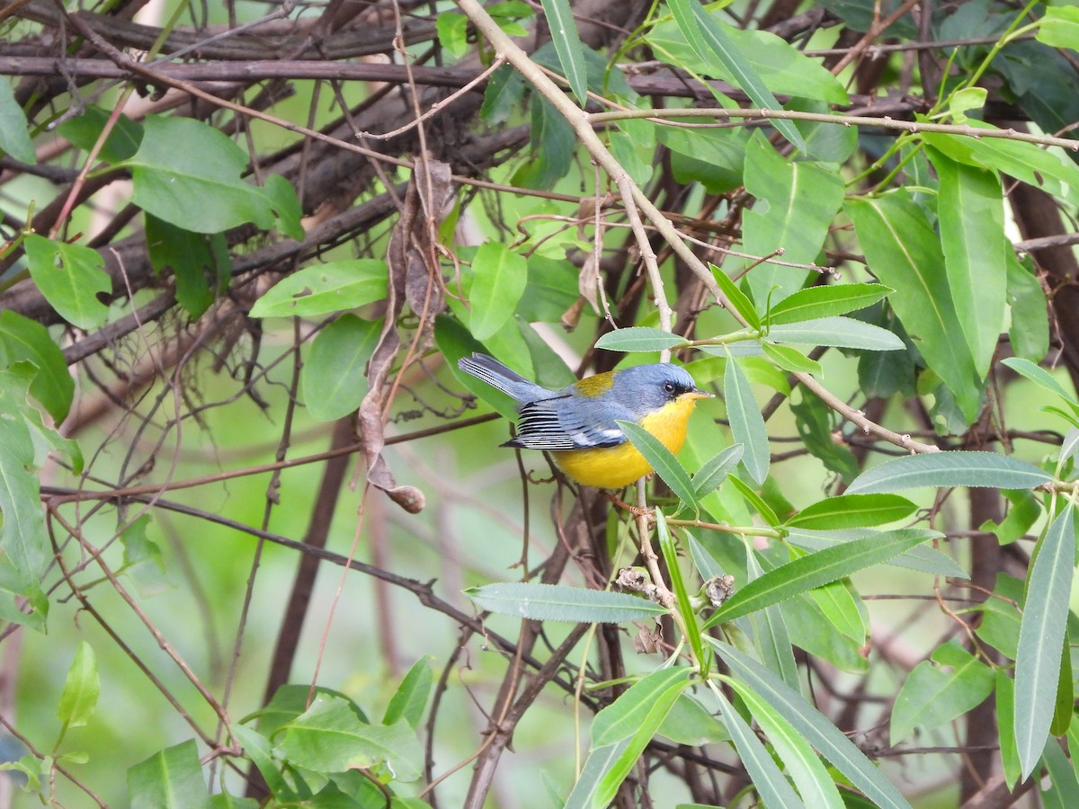 Tropical Parula - ML623170194