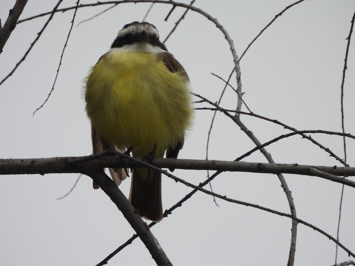 Great Kiskadee - ML623170202