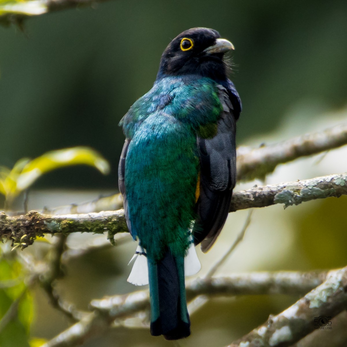 trogon podvazkový - ML623170203