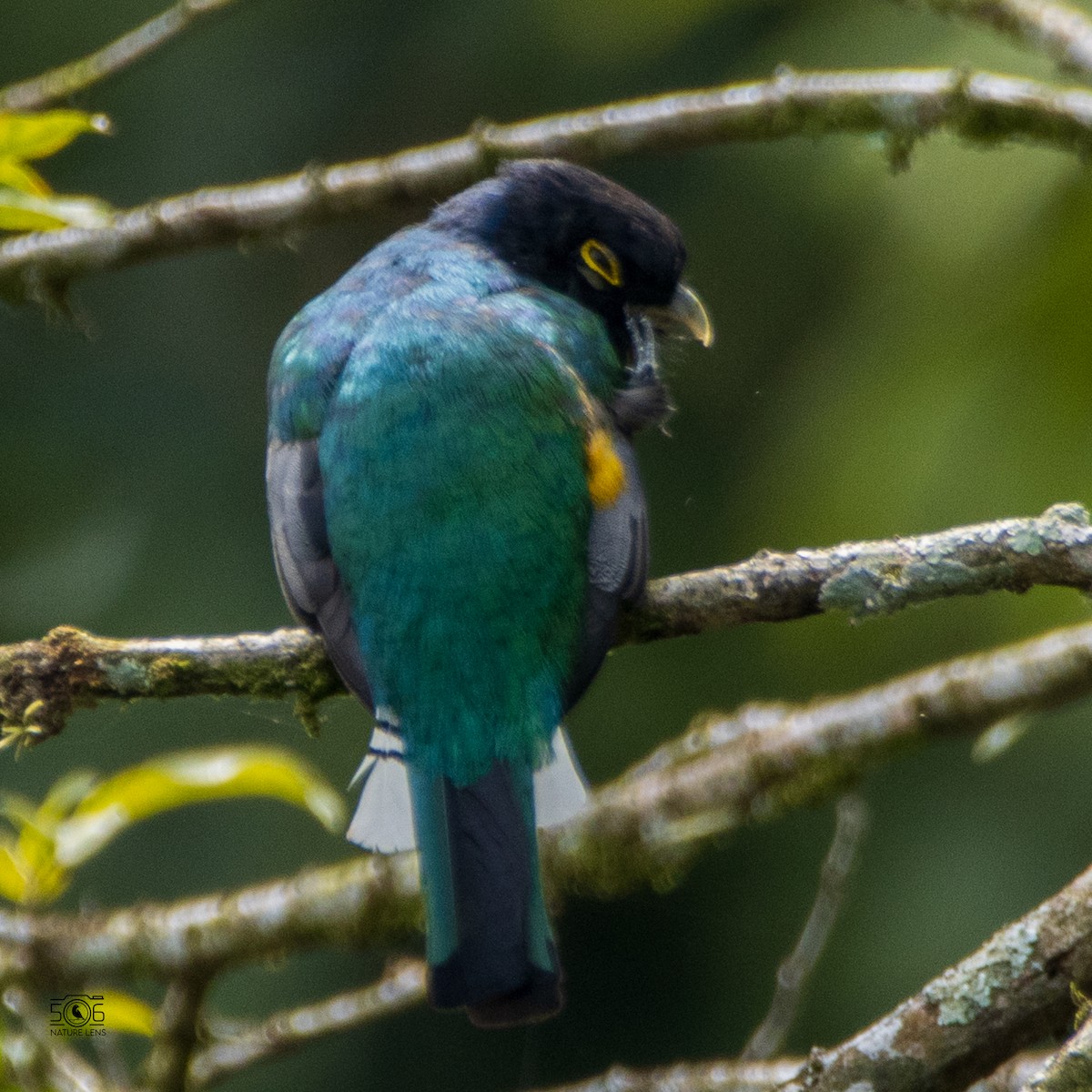 trogon podvazkový - ML623170204