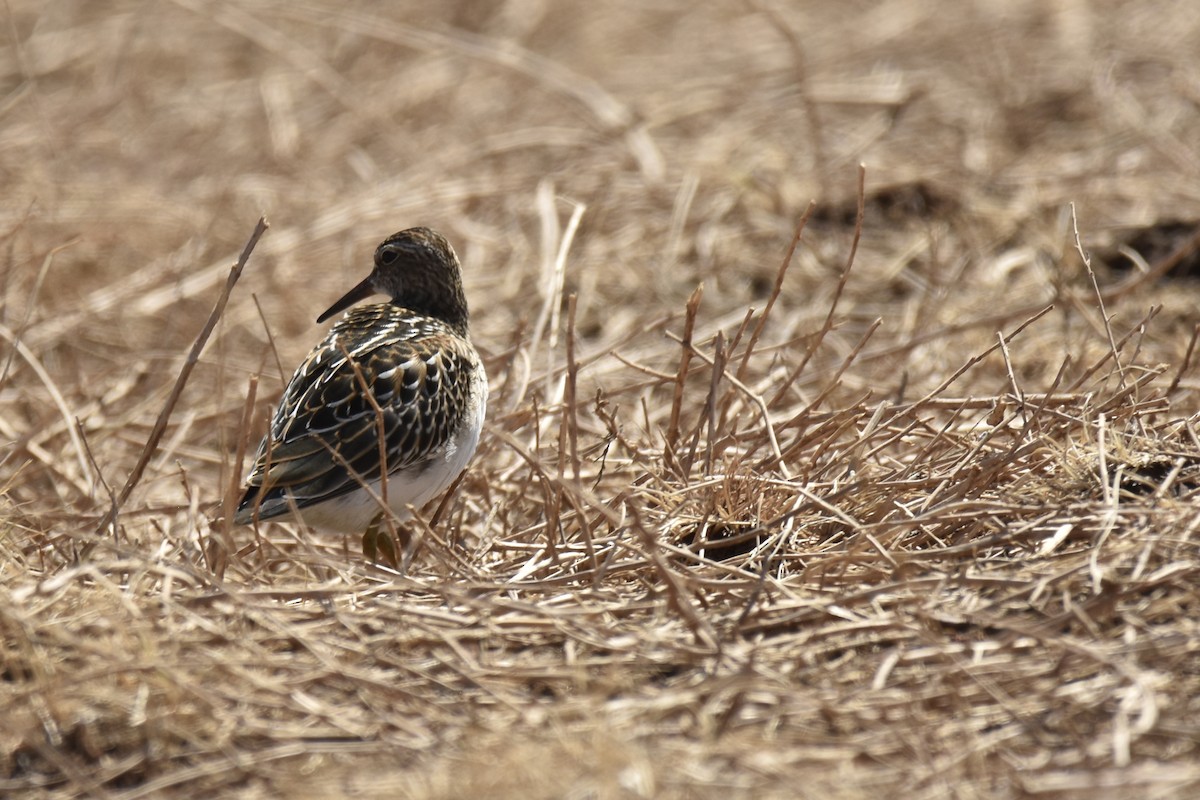 Pectoral Sandpiper - ML623170246