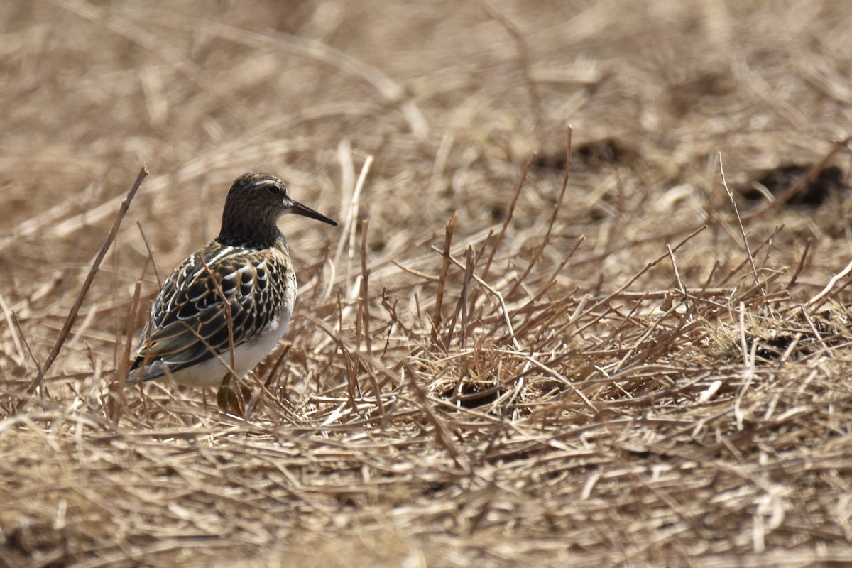 Pectoral Sandpiper - ML623170247