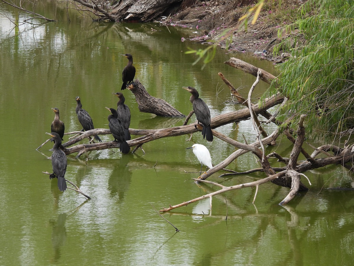 Neotropic Cormorant - ML623170254