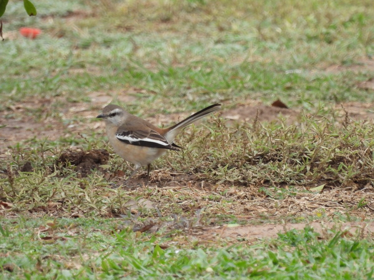 White-banded Mockingbird - Laura Bianchi