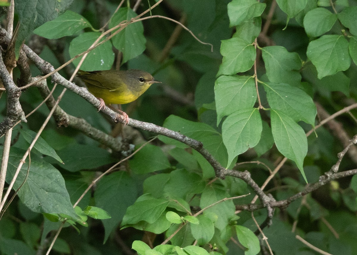 Mourning Warbler - ML623170265