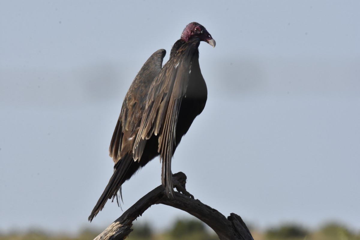 Turkey Vulture - ML623170275