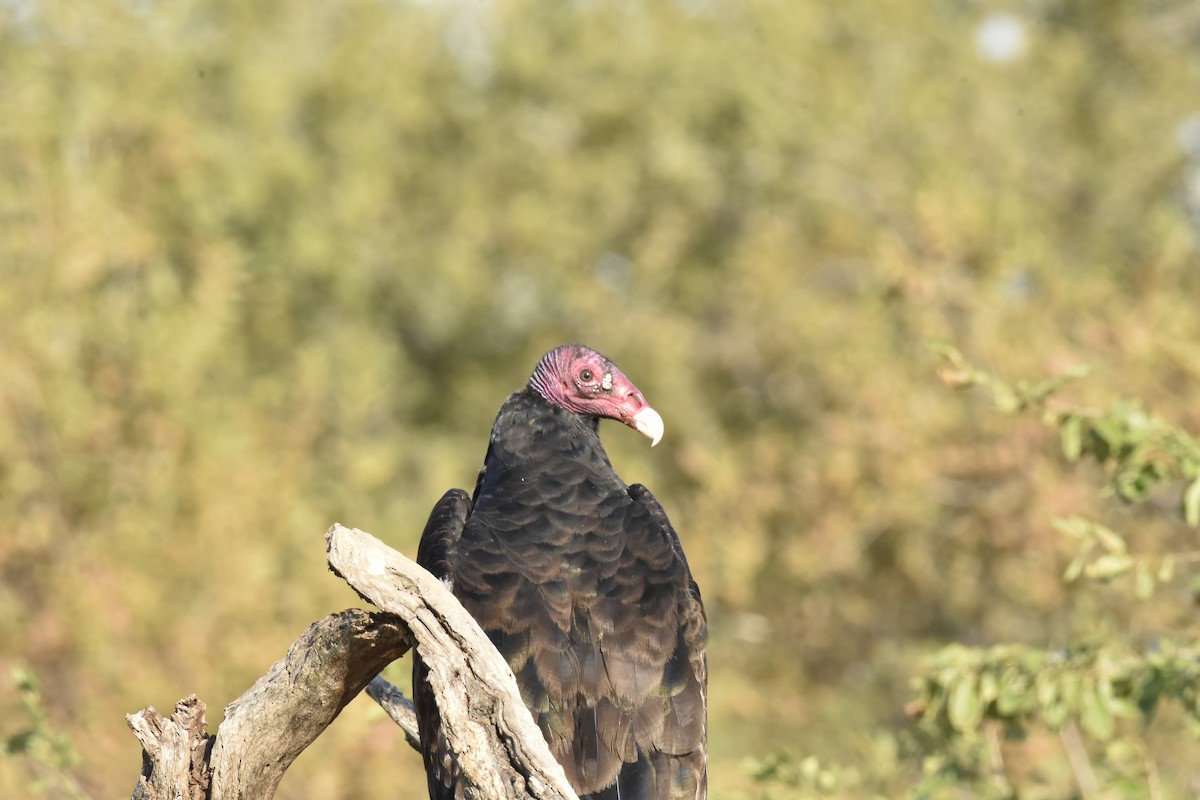 Turkey Vulture - ML623170279