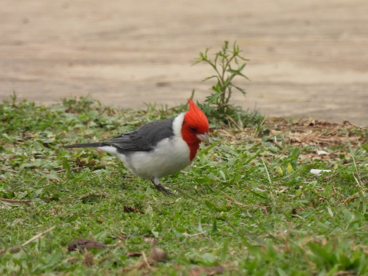 Red-crested Cardinal - ML623170284