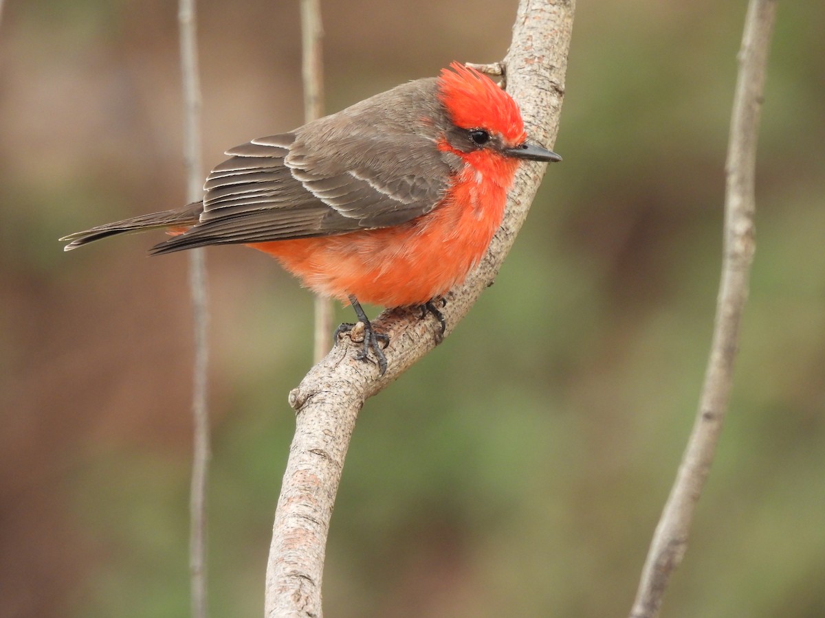 Vermilion Flycatcher - Laura Bianchi