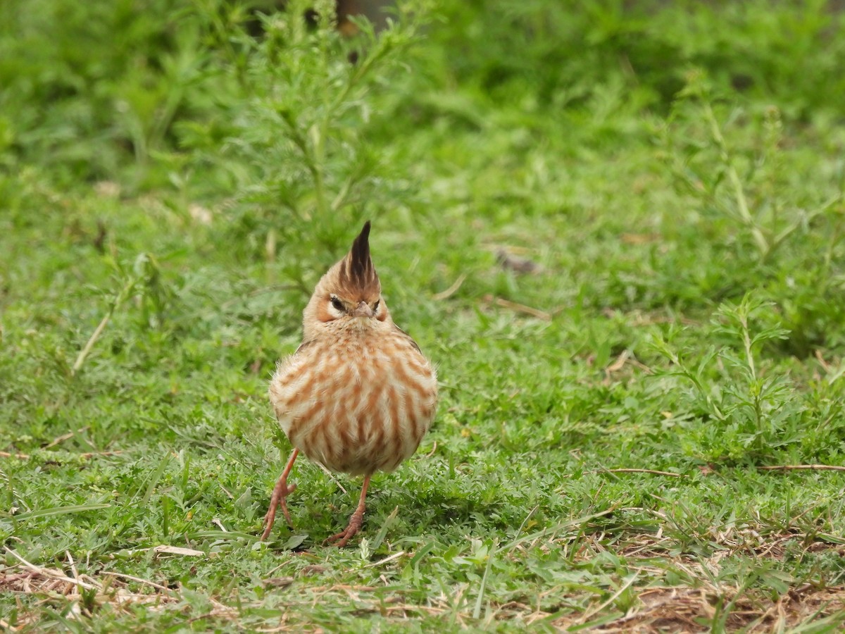 Lark-like Brushrunner - ML623170311