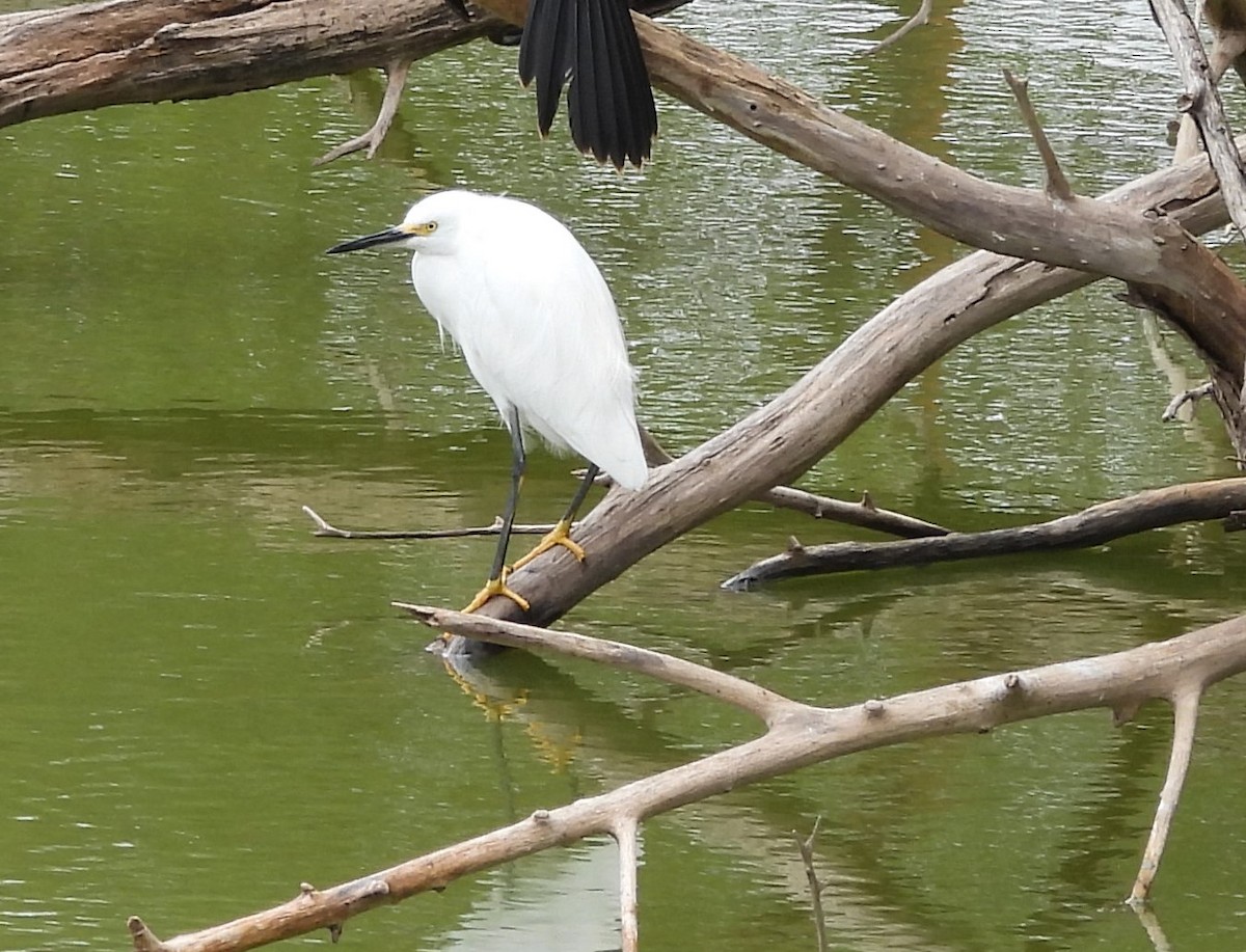 Snowy Egret - ML623170323