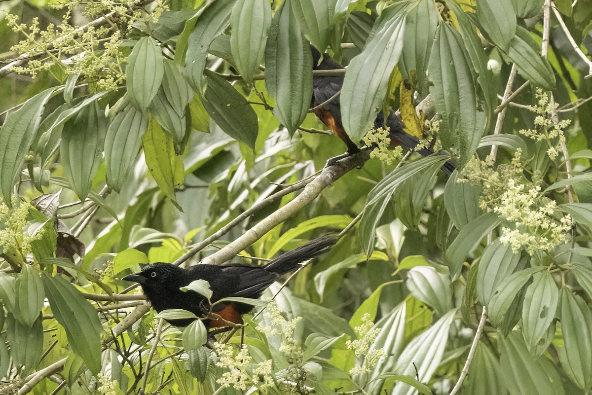 Red-bellied Grackle - ML623170344