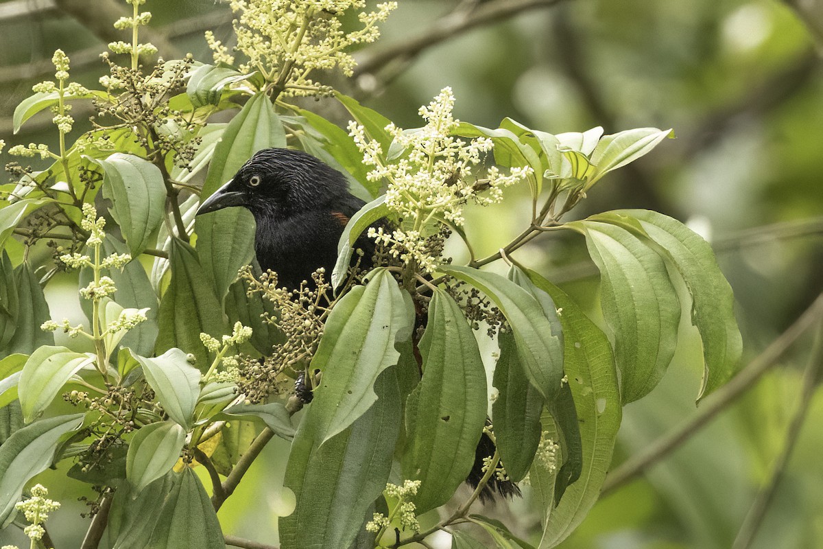 Red-bellied Grackle - ML623170348